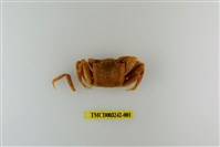 藏品(斯氏沙蟹)的圖片